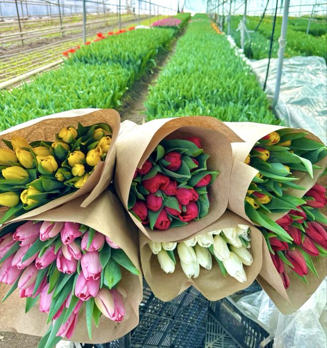 Оптовая Продажа Тюльпанов