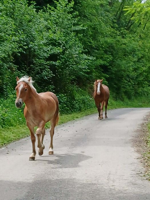 Vând mânză de doi ani și mânz  de 11 luni