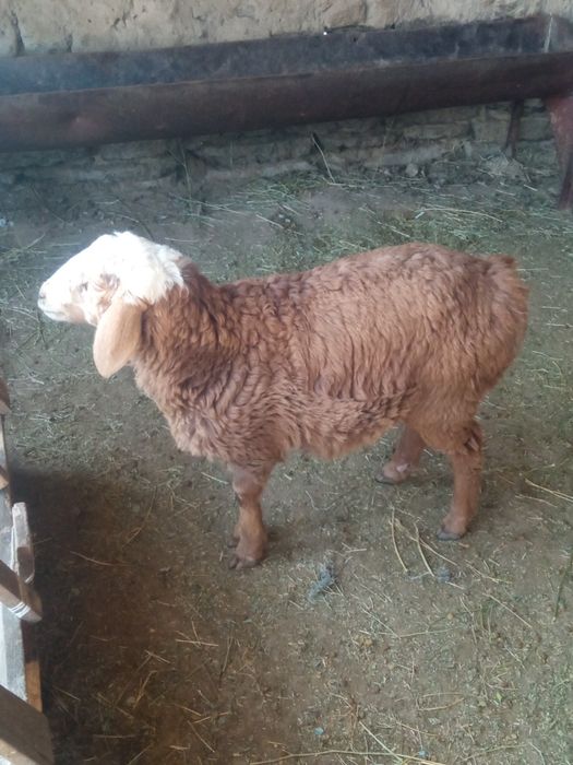 Қозы сатылады продаю