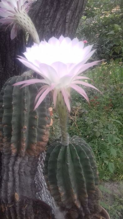 Кактусы различные