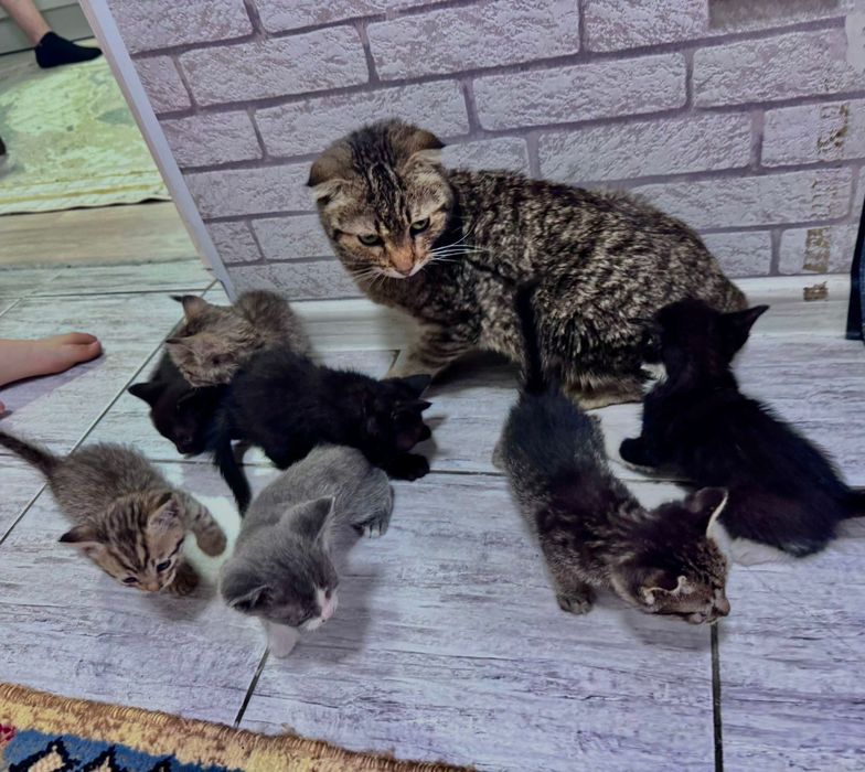 Отдам котят в добрые руки