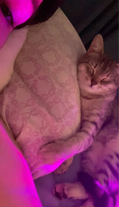 Отдам кошечку в хорошие руки!