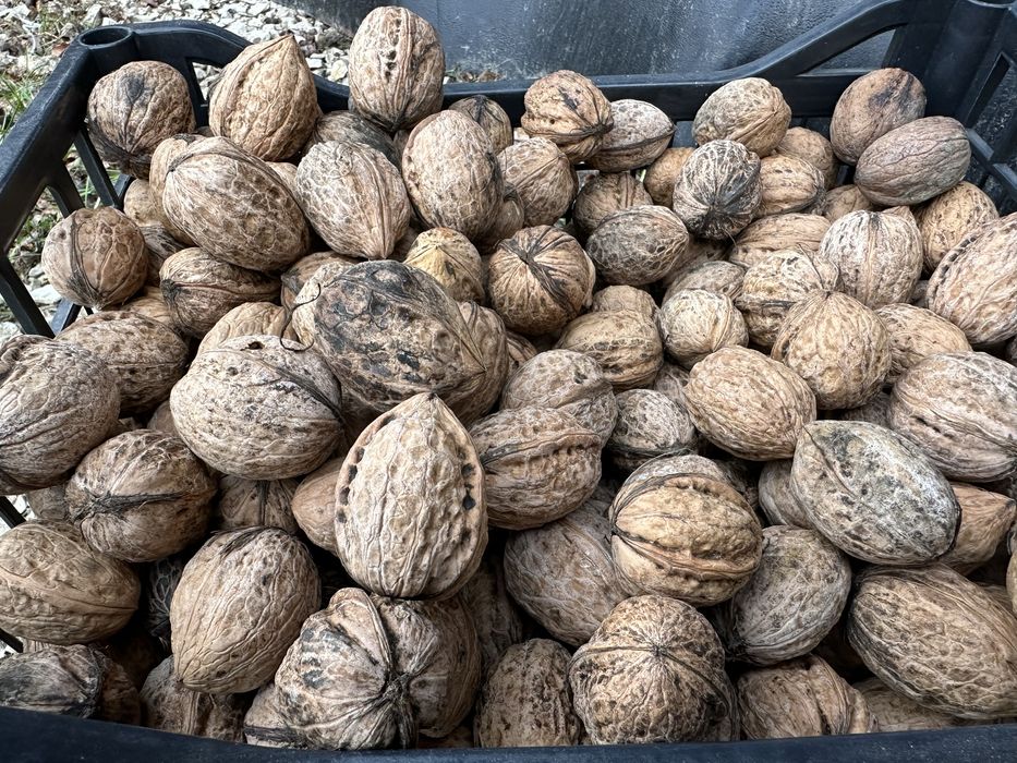 Puieti de nuc obtinuti din nuca selectionata