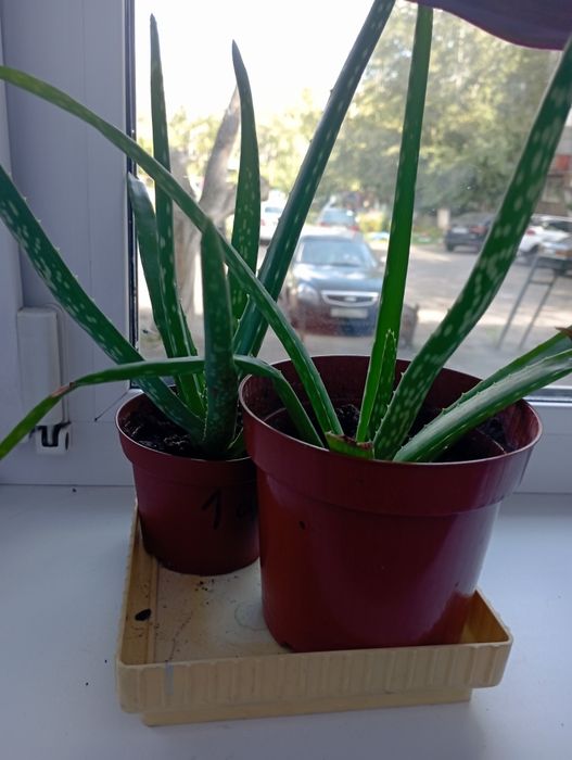 Лечебное алоэ вера