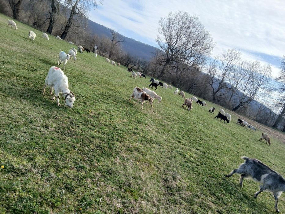 Vând capre cu iezii