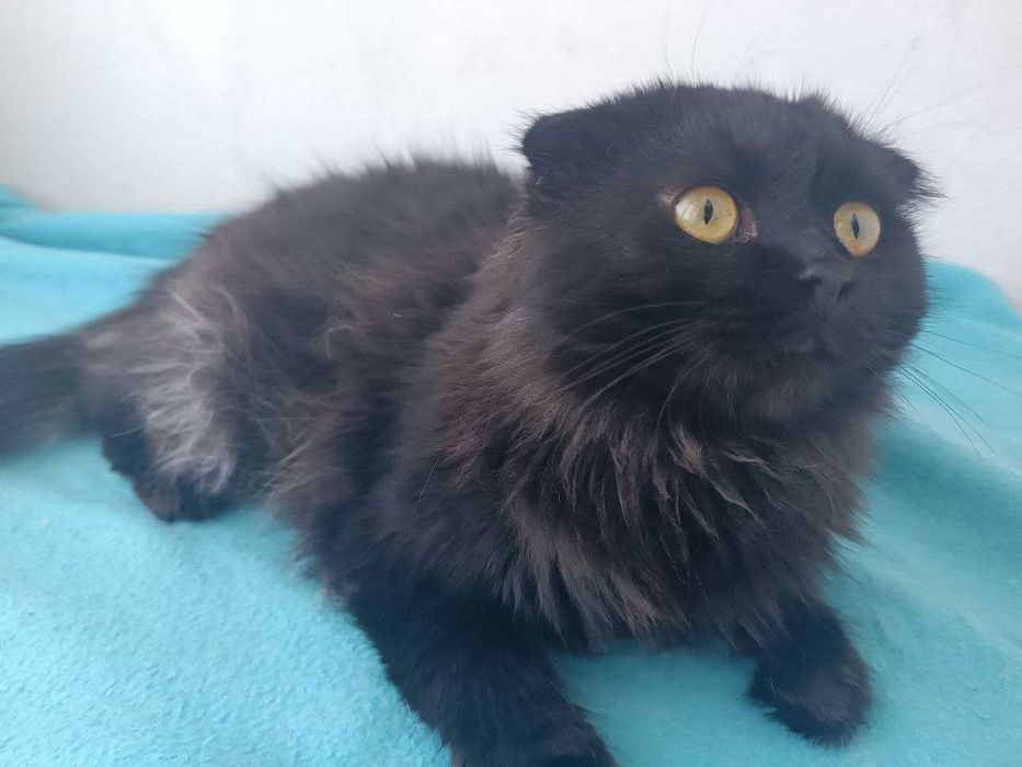 Продам кошечек в хорошие руки