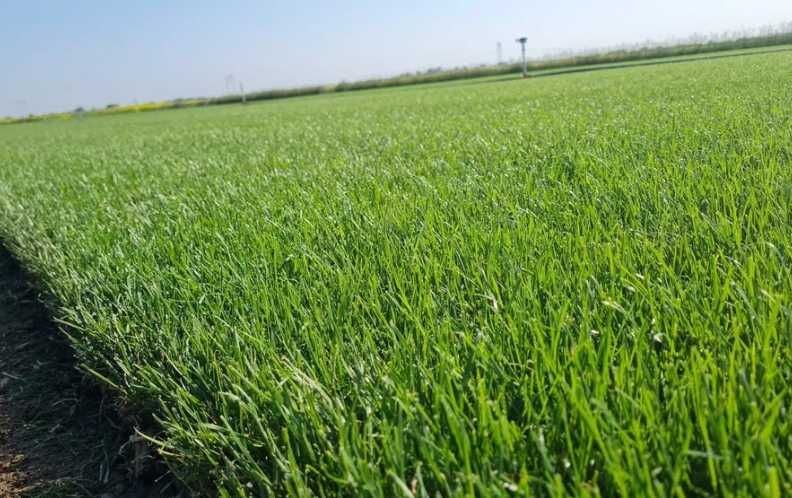 Gazon Rulou Calitate extra