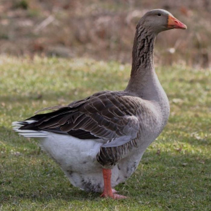 Королевский зотли гозлар сотилади