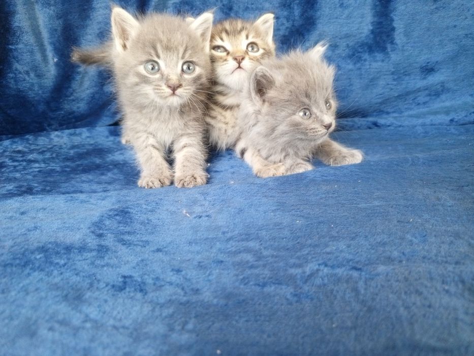 Uy mushugi sotilad 3 tasi bir joyga