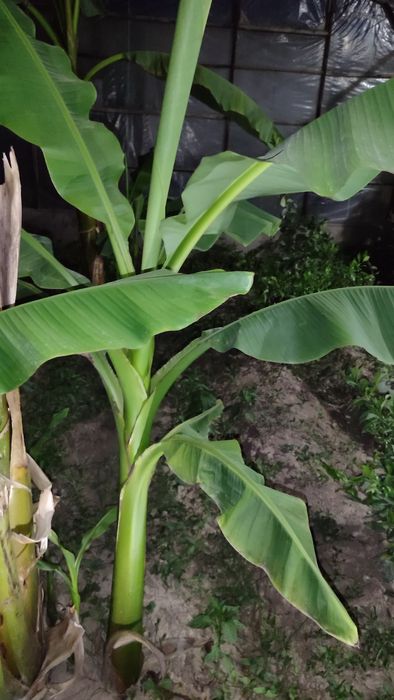 Банан кучатлари кичик урта ва катта холатдагиси