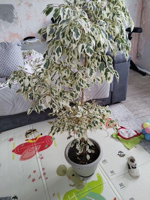 Продам цветок фикус 7000