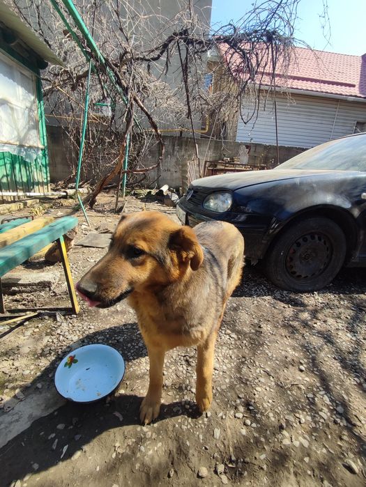 Собака в добрые руки