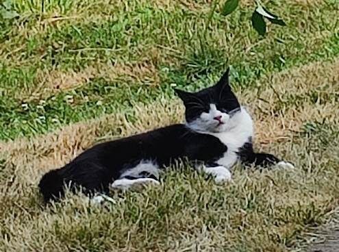 Пропал кот, слепой