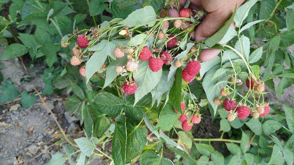 Саженцы малины ремонтантной.