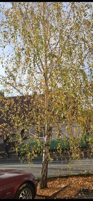 Pomi fructiferi:Cires.Prun.Alun.Nuc.Arbori:Tei.Mesteacan.Stejar.Castan