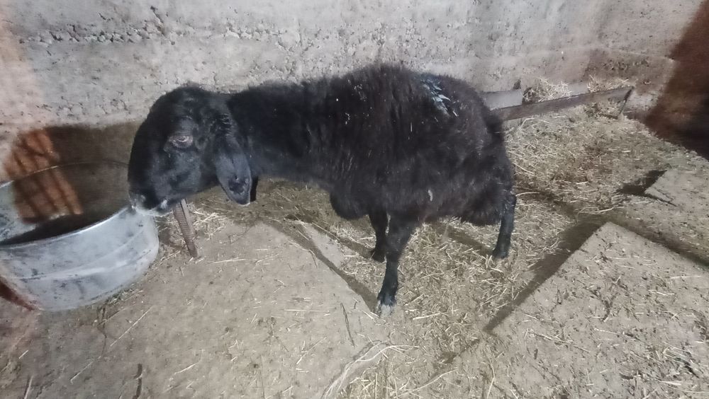 Баран девочка гисарский