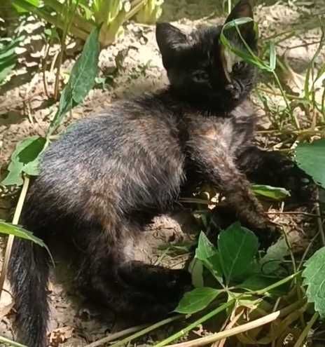 Котята в добрые руки!