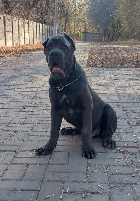 Мальчик кане корсо