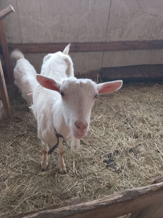 Vând capre sannen și metis de sannen cu alpină