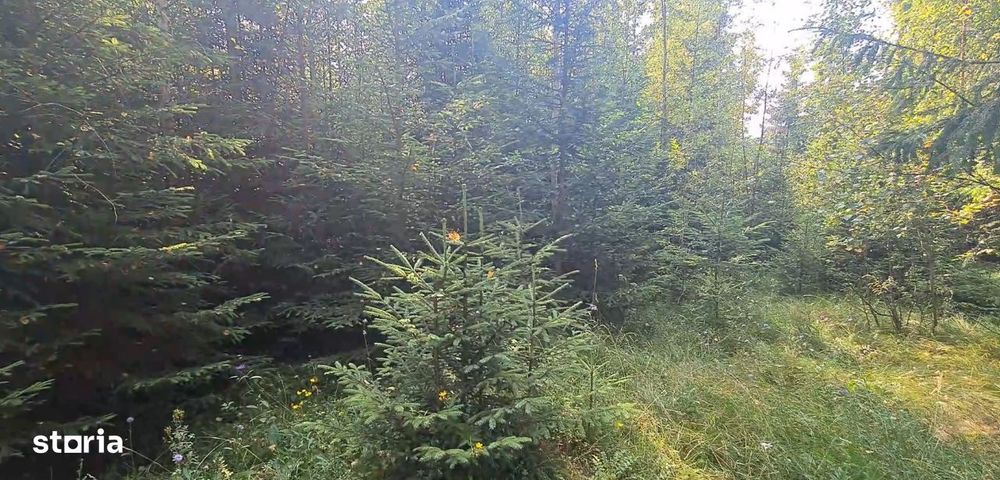Neagra Sarului - Saru Dornei, Teren S = 6450 mp; 13 km de Vatra Dornei
