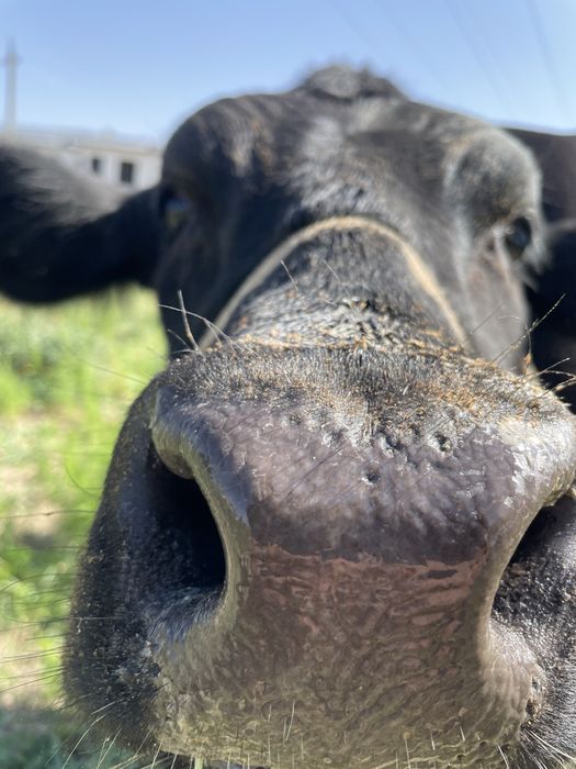Angus Onasi 15 L sut beradi