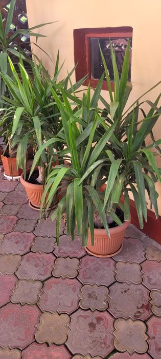 YUCCA matura 140 cm- 8 ani- planta decorativa deosebita