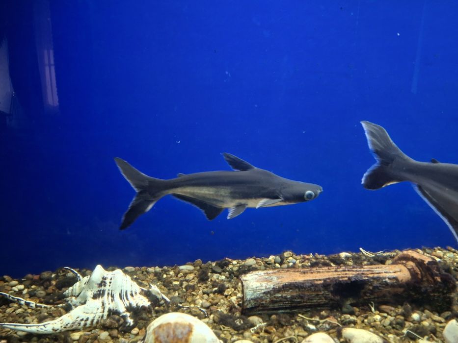 Продаю аквариумные рыбки