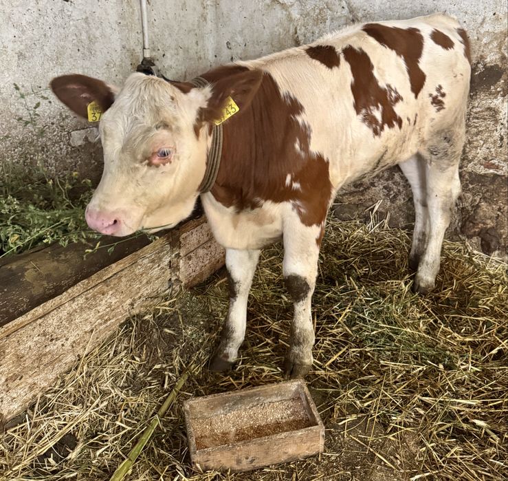 Vand vaca bălțată de 4 ani cu vitea de 3 luni