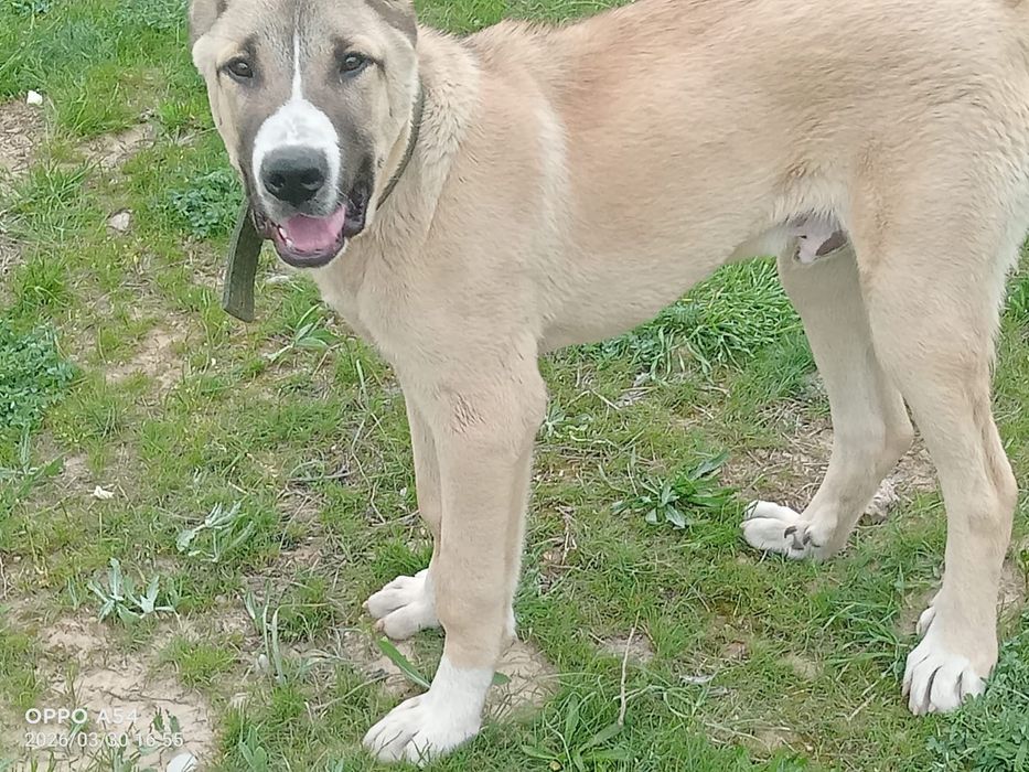 Собака породы Алабай