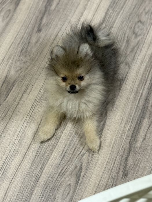 Малыш посеранский шпиц