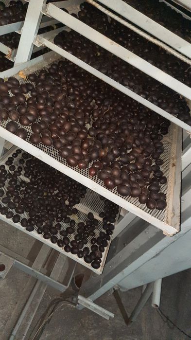 Слива, Ғайлони ва барча мева сабзавотларни қуритиш Сушка хизмати