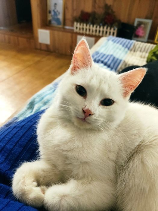 Отдам в добрые руки