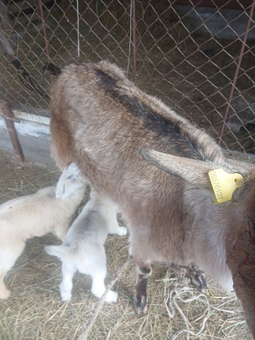 Ешкы козв лак теке