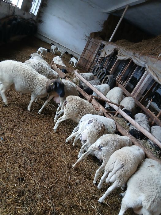 Oi dorper de vanzare