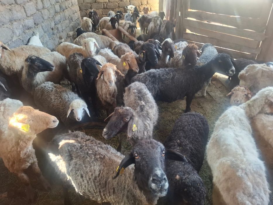 сатылады. адрес аль фарабиде