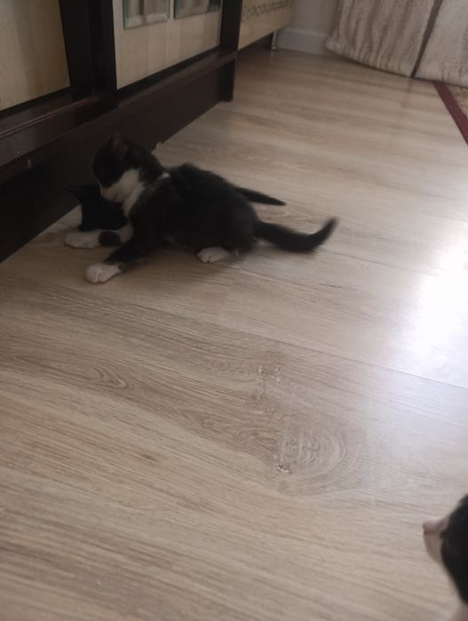 Мысық марғау котята