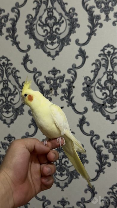karello (ruchnoy)
