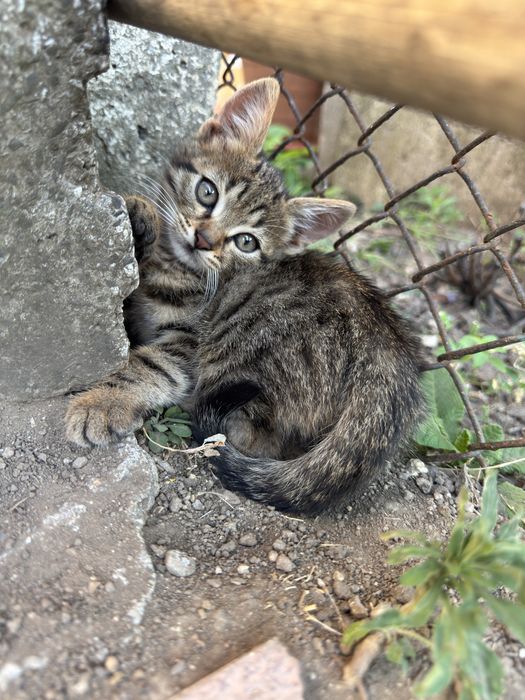 Подарявам малки котета