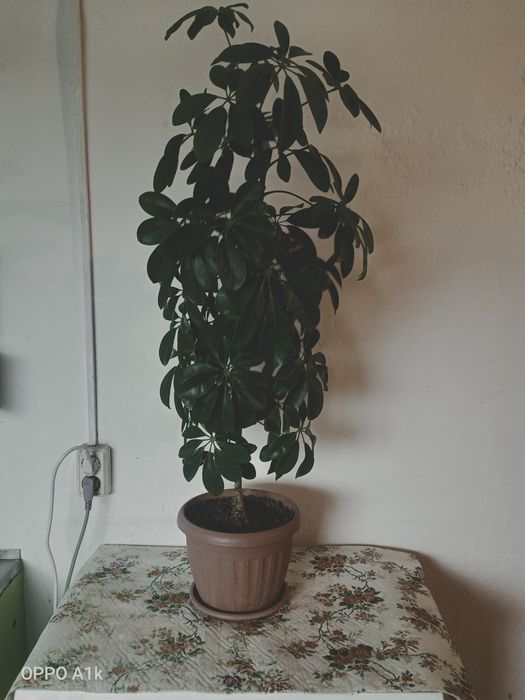 Шефлера гүлі сатылады