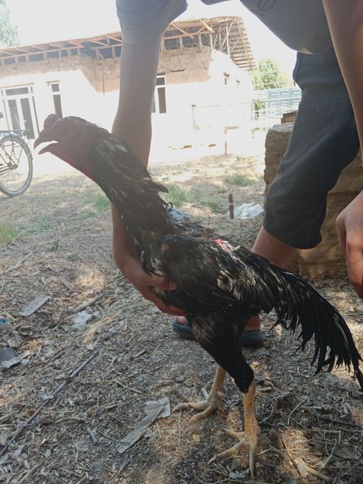 Dakan xoʻroz sotiladi narxi  1 milon kelishamiz