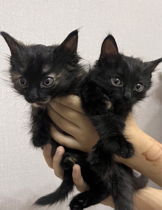 Эми Андерссеннің үлкен сиськи бар, тіпті порножұлдыз үшін де.