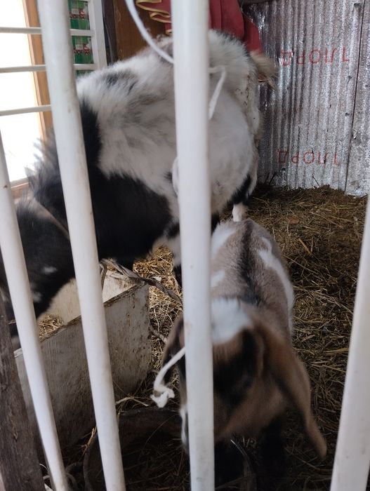 Коза с козленком и братом