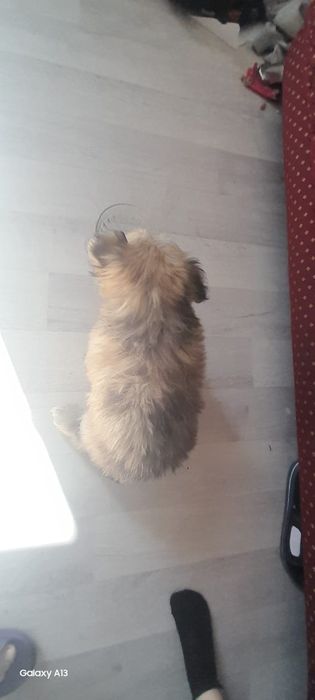 Дарю щенка!               .