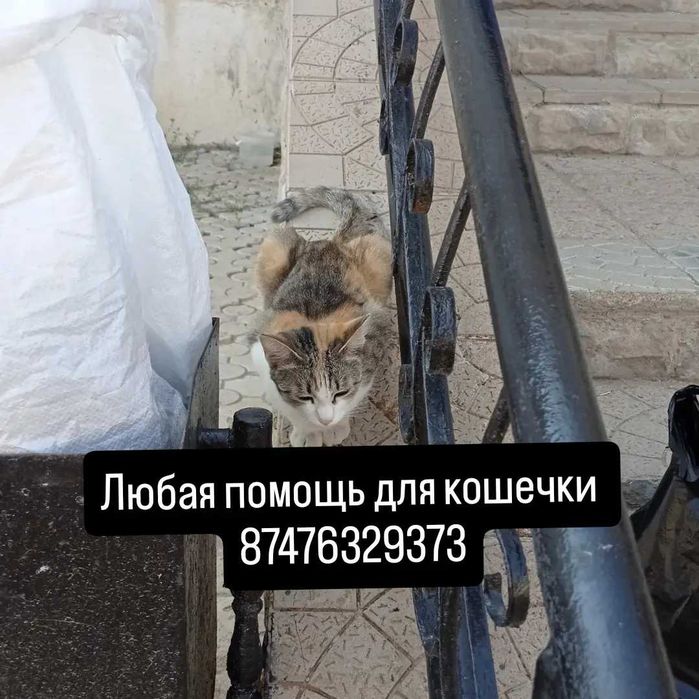 Важна любая помощь для кошечек