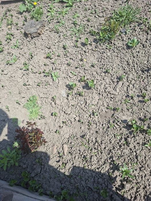 Продам раски клюквы