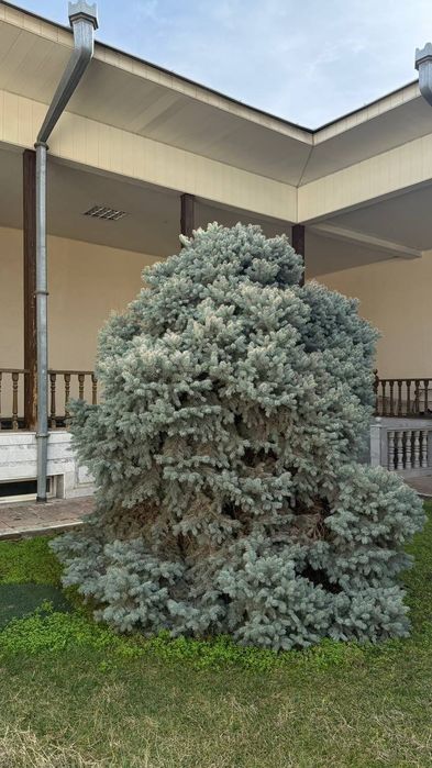 Голубая ель арча 2 ta boyi 3-4 metor narxi opisaniyada