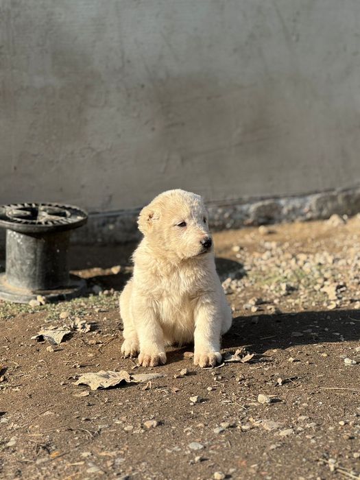 Тобет САО шенки продается