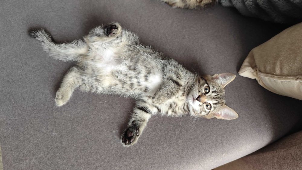 Котенок  девочка