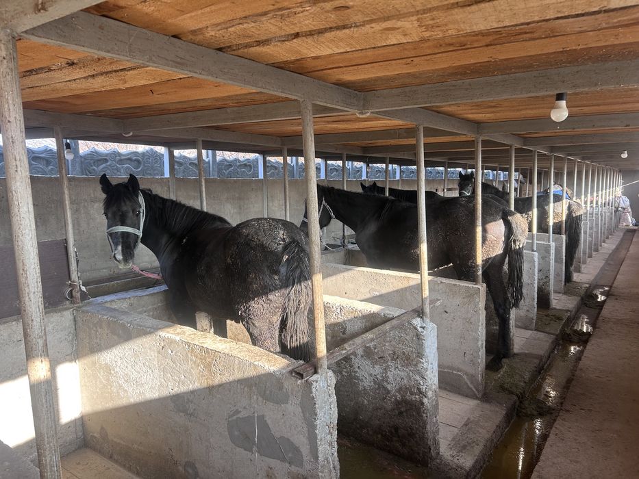 Бордақы жылқылар