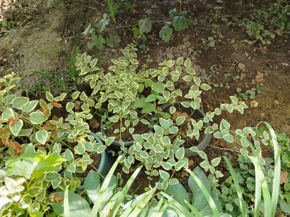 Саженцы барвинка большого Variegata